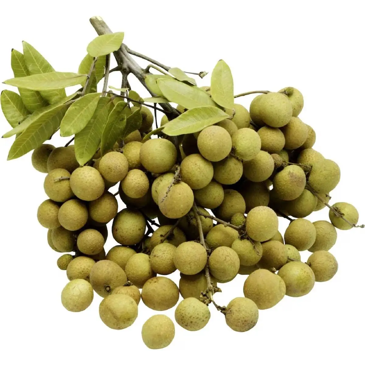 Longan