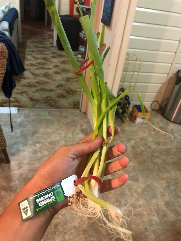 Woolworths Spring Onion