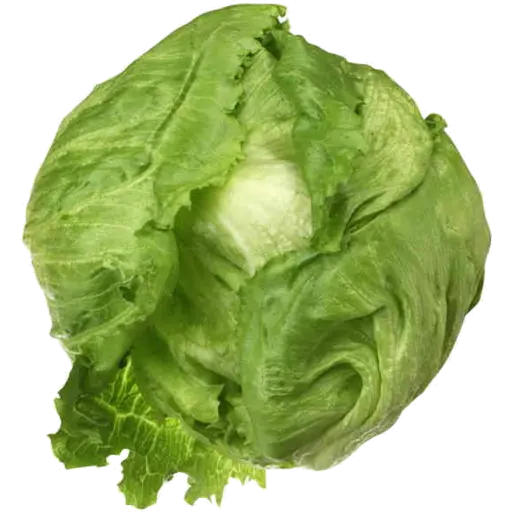 Lettuce Ice Berg