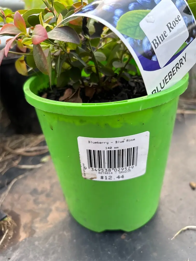 Blueberry Plant