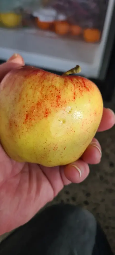 Envy Fresh Apple