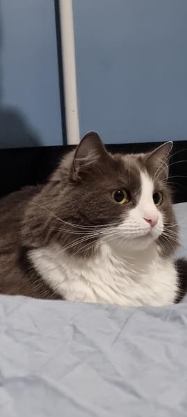 Tiggie avatar