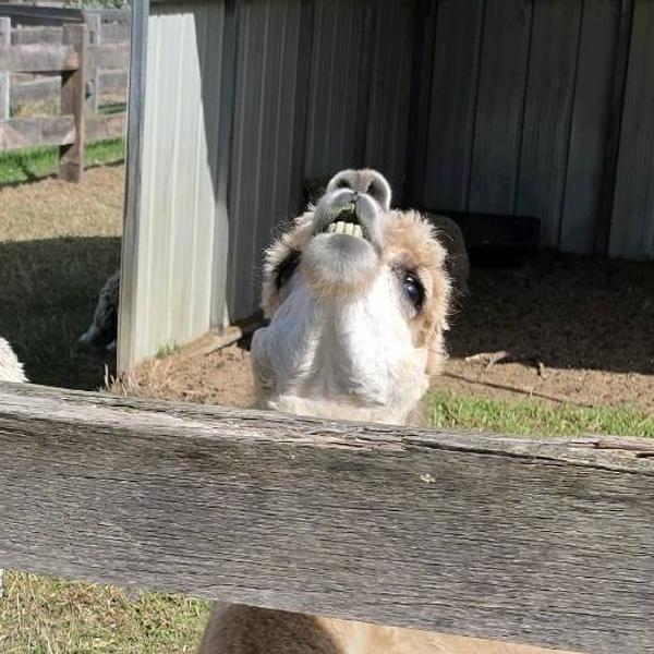 Cerys Phillips avatar