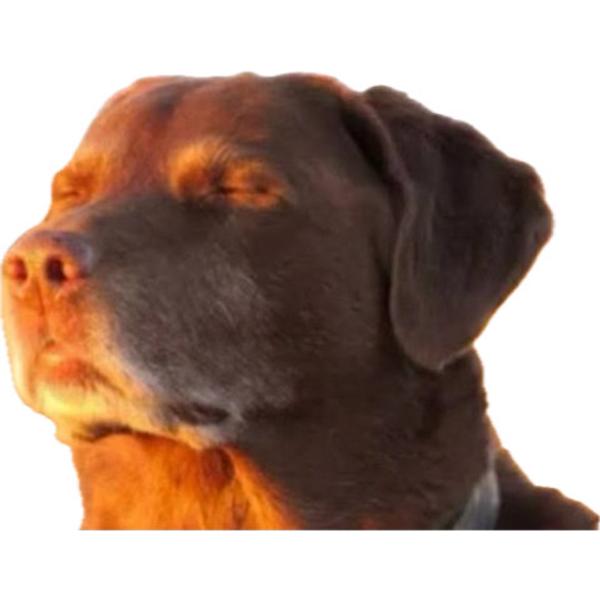 Ams avatar
