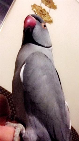 Zahraa Al Musawi avatar