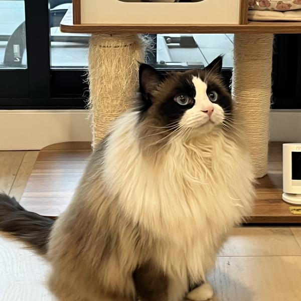 Stella avatar