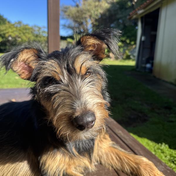 Maddi avatar