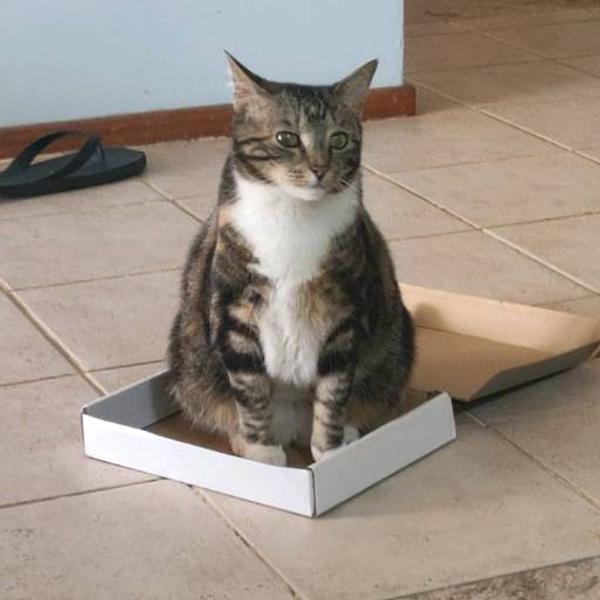 Smart Shopper avatar