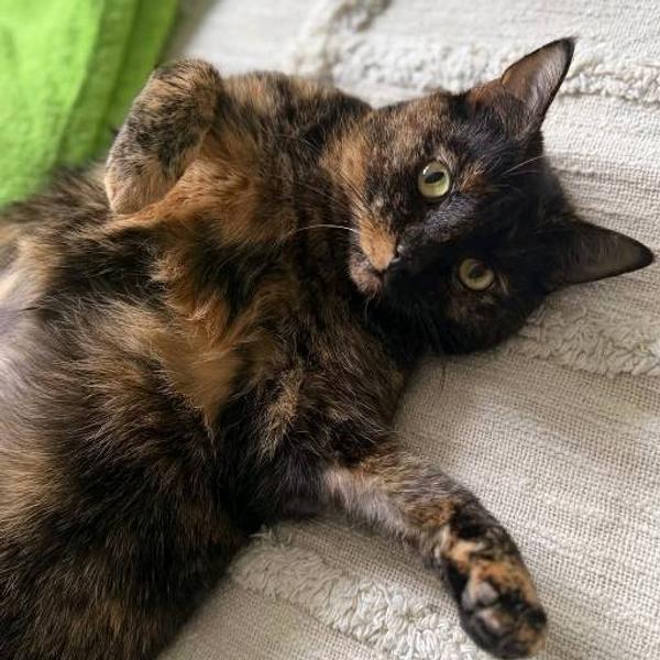 Lulu avatar